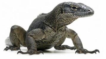Lace Monitor lizard moves confidently with its distinctive patterned scales clearly visible. It is elegantly posed against a stark white backdrop showcasing its unique features. photo