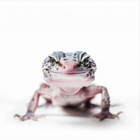 This Leopard Gecko moves forward with its distinct spotted patterns and vibrant eyes captured against a clean white backdrop with soft shadows. photo