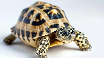 leopard tortoise is prominently displayed with its beautiful spotted shell against a white backdrop. The even lighting enhances the details of its shell and features. photo
