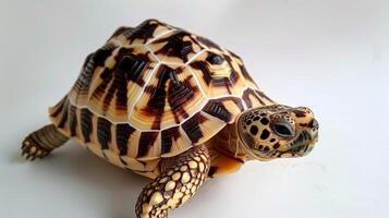 Leopard Tortoise showcases its beautifully patterned shell while standing alone on a white background. The even lighting emphasizes the intricate details of this reptile. photo