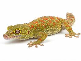 Madagascan Day Gecko clings to a surface showcasing its striking bright green skin and distinctive red markings. The vibrant colors are highlighted against a pure white backdrop. photo