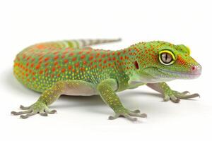 Madagascar Day Gecko with striking green skin and vivid orange spots clings confidently to a surface. The high key lighting enhances its bright colors and features. photo