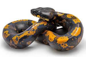 Madagascar Giant Hognose Snake displays its distinctive upturned snout as it coils gracefully against a clean white backdrop showcasing its vibrant coloration and texture. photo
