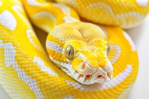 Madagascar Giant Hognose Snake displays its vibrant colors while coiled on a clean white surface highlighting its distinctive upturned snout and texture. photo