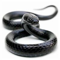 Eastern Indigo Snake is stretched out gracefully displaying its glossy black scales under bright lighting emphasizing its elegance and unique texture. photo