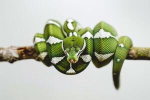 Emerald Tree Boa is coiled comfortably on a branch showcasing its striking bright green scales and distinctive white stripes in a high key setting. photo