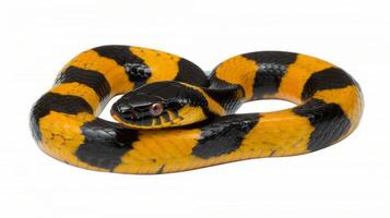 striking False Coral Snake showcases its bright yellow and black coloration illustrating its mimicry of true coral snakes while slithering on a white background. photo