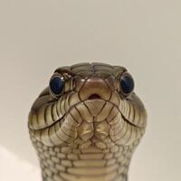 False Water Cobra is raised and poised hood partially expanded and displaying striking scale patterns isolated against a stark white background with dramatic lighting. photo