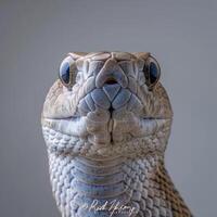False Water Cobra is positioned upright with its hood partially expanded highlighting its distinctive textures and colors against a bright backdrop. photo