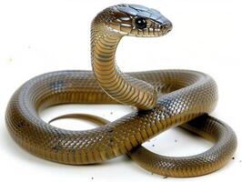 captivating snake is posed with its hood partially expanded emphasizing its striking features under dramatic lighting. It is set against a clean white backdrop highlighting its beauty. photo