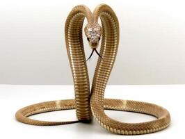 stunning representation captures False Water Cobra with hood partially expanded elevating body in a striking pose against a simplistic white backdrop enhancing its unique features. photo