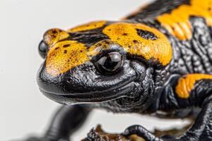 Fire Salamander is seen crawling on a bright white background. Its black skin adorned with striking yellow spots is illuminated in clear lighting highlighting its unique features. photo