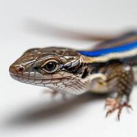 five lined skink is seen crawling with its striking blue tail against clean white background highlighting intricate scales and vivid coloration in bright light. photo