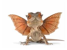 Frilled Dragon is positioned upright with its frill fully open displaying striking coloration against a pure white backdrop. Its attentive stance highlights its reptilian characteristics. photo