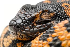 Gila Monster displays its striking black and orange patterned scales while lying calmly against a white background illuminated by soft studio lighting. photo