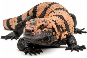 striking Gila Monster rests calmly highlighting its unique black and orange patterned scales. The lighting accentuates its textured skin creating a captivating visual. photo