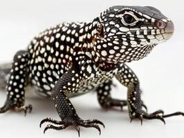 Gila Spotted Whiptail Lizard stands alert revealing its striking pattern of spots against a smooth white backdrop. The macro lens captures its intricate features beautifully. photo