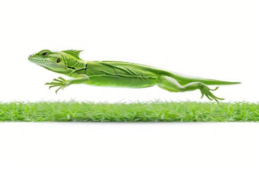 Green Basilisk lizard known for remarkable ability run on water shown mid stride highlighting bright green color and streamlined body against a stark white background. photo