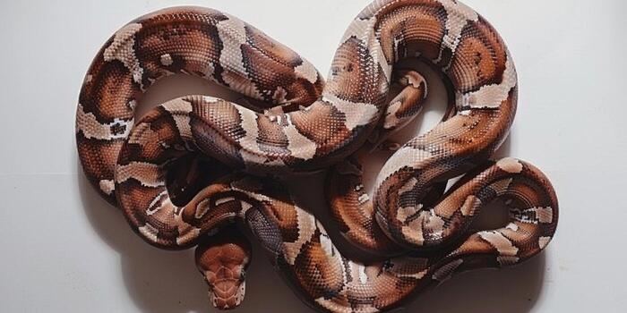 Jamaican Boa displays intricate brown and tan patterns while coiled on a pristine white background highlighting its unique coloration and form. photo