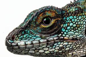 Knight Anole displays its vibrant green skin and unique scale patterns while perched against a soft white background emphasizing its detailed features. photo