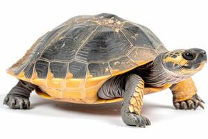 African Helmeted Turtle stands alone against a white backdrop highlighting its distinctive helmet shell and colorful patterns that attract attention. photo