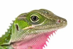 vibrant green anole lizard shows off its extended pink dewlap while perched in isolation beautifully showcased against a stark white background. photo