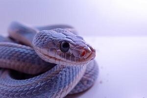 Black Mamba known for its speed and potent venom rests elegantly on a bright white background showcasing its sleek grey skin and distinct features in vivid detail. photo