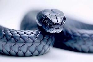 Black Mamba snakes gracefully stretches showcasing its sleek grey skin under bright lighting. The striking reptile lies isolated highlighting its unique features and elegance. photo