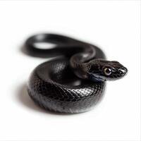 sleek Black Racer Snake exhibits its elongated body while coiled and resting against a pristine white background. The high key lighting accentuates its smooth black scales and focused gaze. photo