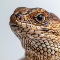 Black lined Plated Lizard basks comfortably highlighting its intricate scales. The soft lighting enhances its unique textures against a clear white backdrop. photo