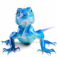blue iguana displays its vivid blue scales while standing alert against a clean white backdrop showcasing its unique features and textures in soft shadows. photo