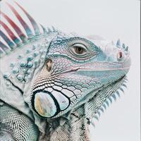 Blue Iguana with its striking blue scales stands alert against a white backdrop. photo