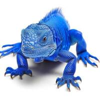 Blue Iguana displays its captivating blue scales while standing alert on a white background showcasing its unique features and vibrant coloration. The soft shadows enhance its striking appearance. photo