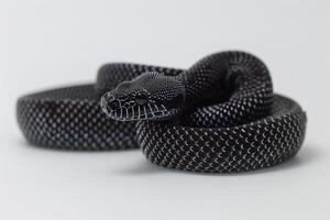 striking Boelens Python exhibits its iridescent black scales while coiled gracefully on a plain white surface illuminated by gentle lighting showcasing its intricate details. photo