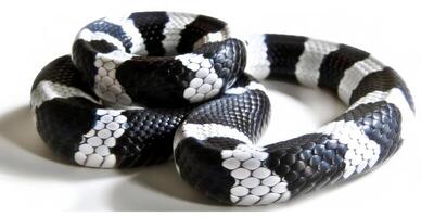 California Kingsnake with striking black and white bands coiled and isolated against white background displaying its unique patterns in beautiful detail and even lighting. photo