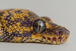 Carpet Python known for its striking patterns is gracefully coiled against a soft white backdrop highlighting its beautiful scales and captivating eye. photo