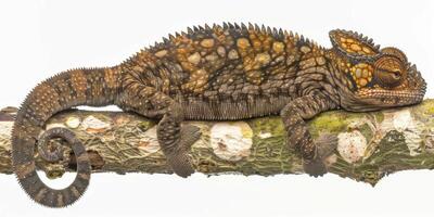 Chameleon Forest Dragon lounges comfortably on branch showcasing unique spiny crest and vibrant coloration against a soft white backdrop highlighting its intricate details and textures. photo