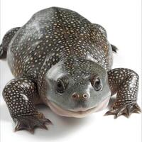 Chinese Softshell Turtle is lying calmly on a white background. Its leathery shell and distinctive markings are clearly visible creating a striking contrast against the smooth surface. photo