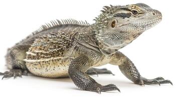 Chinese Water Dragon known for vibrant green scales is elegantly perched in isolation against white background showcasing its intricate features and textures in fine detail. photo