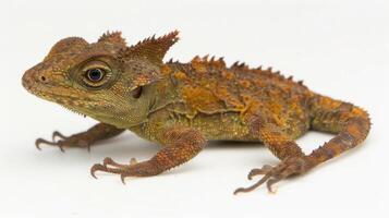Common Basilisk lizard also known as the Jesus Lizard is seen poised to run across a white background. This captures its remarkable agility and distinctive appearance in detail. photo