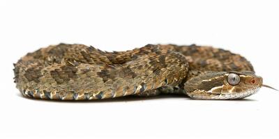 Common European Viper rests quietly on a soft white background displaying its distinctive zigzag patterns and intricate scales under natural light. photo