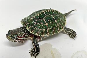 Common Map Turtle stands out with its intricate map like shell patterns. The turtle is facing forward isolated against a pure white background enhancing its vibrant details. photo