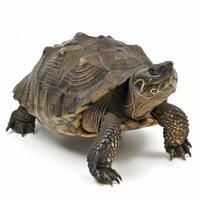 Common Snapping Turtle stands alone with rugged shell and powerful jaws highlighted by dramatic side lighting in studio environment emphasizing its unique features and textures. photo