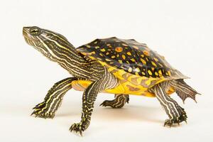 Common Map Turtle with unique shell design resembling a map is posed against a bright white background highlighting its vibrant colors and distinctive features. photo