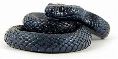 The Cottonmouth Snake a venomous reptile is coiled and poised with captivating dark scales against a white backdrop highlighted by dramatic side lighting. photo