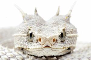 Desert Horned Viper is elegantly coiled in a serene position against a soft white backdrop highlighting its distinctive horned features and textured skin. photo