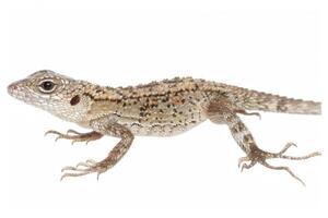 small Desert Night Lizard displays its unique patterns and textures while sitting on a pristine white background. The even lighting highlights its adaptive features. photo