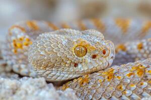 stunning reptile rests in a coiled position displaying its distinctive horns and intricate scale patterns illuminated by soft lighting to highlight its natural beauty. photo