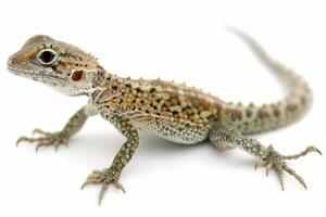 Desert Night Lizard is positioned against a plain white background highlighting its distinctive features. photo