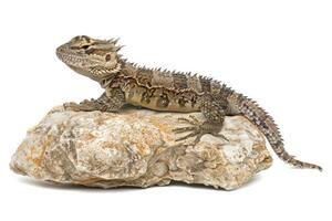 Desert Spiny Lizard rests elegantly on a rock displaying its distinctive spiky scales against a stark white background. The bright lighting enhances its textures and colors. photo